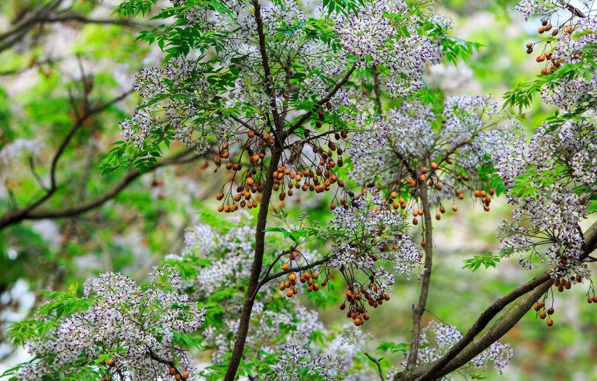 农村一种"野枣",比苦瓜还苦,人畜都不吃,却是治冻疮的良药