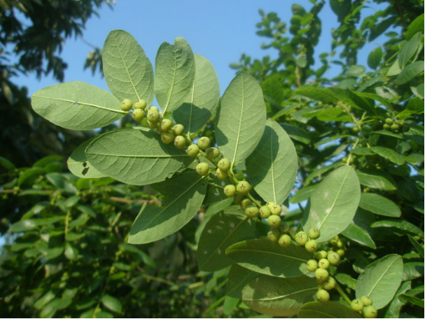 农村的这种草叫地杨梅,排列整齐像珍珠,是治"炎症"的好帮手