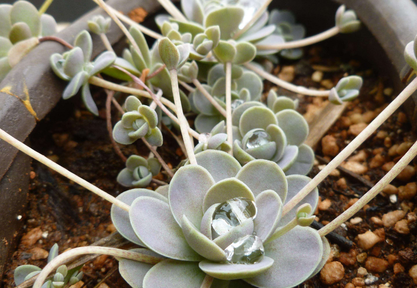 子持莲华这个多肉的名字可真是奇葩!你听说过吗?