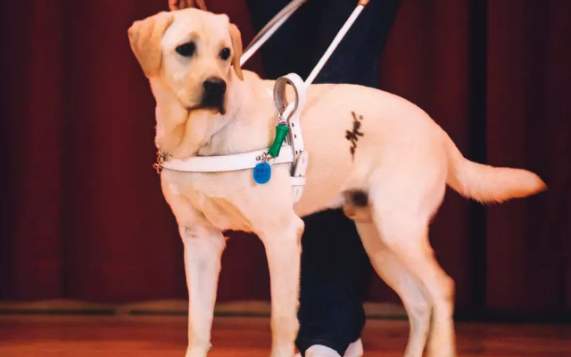 导盲犬小q,人类忠实的伙伴