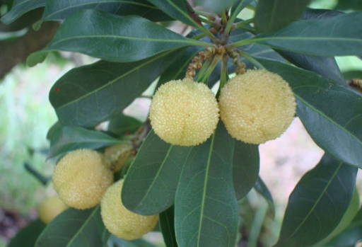 这长在杨梅树上的"白色杨梅",你见过没?相传在古代它曾是贡品