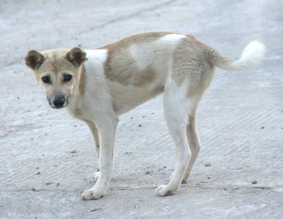 为什么农村土狗吃剩饭剩菜没事,而城市狗狗吃着狗粮却各种生病?
