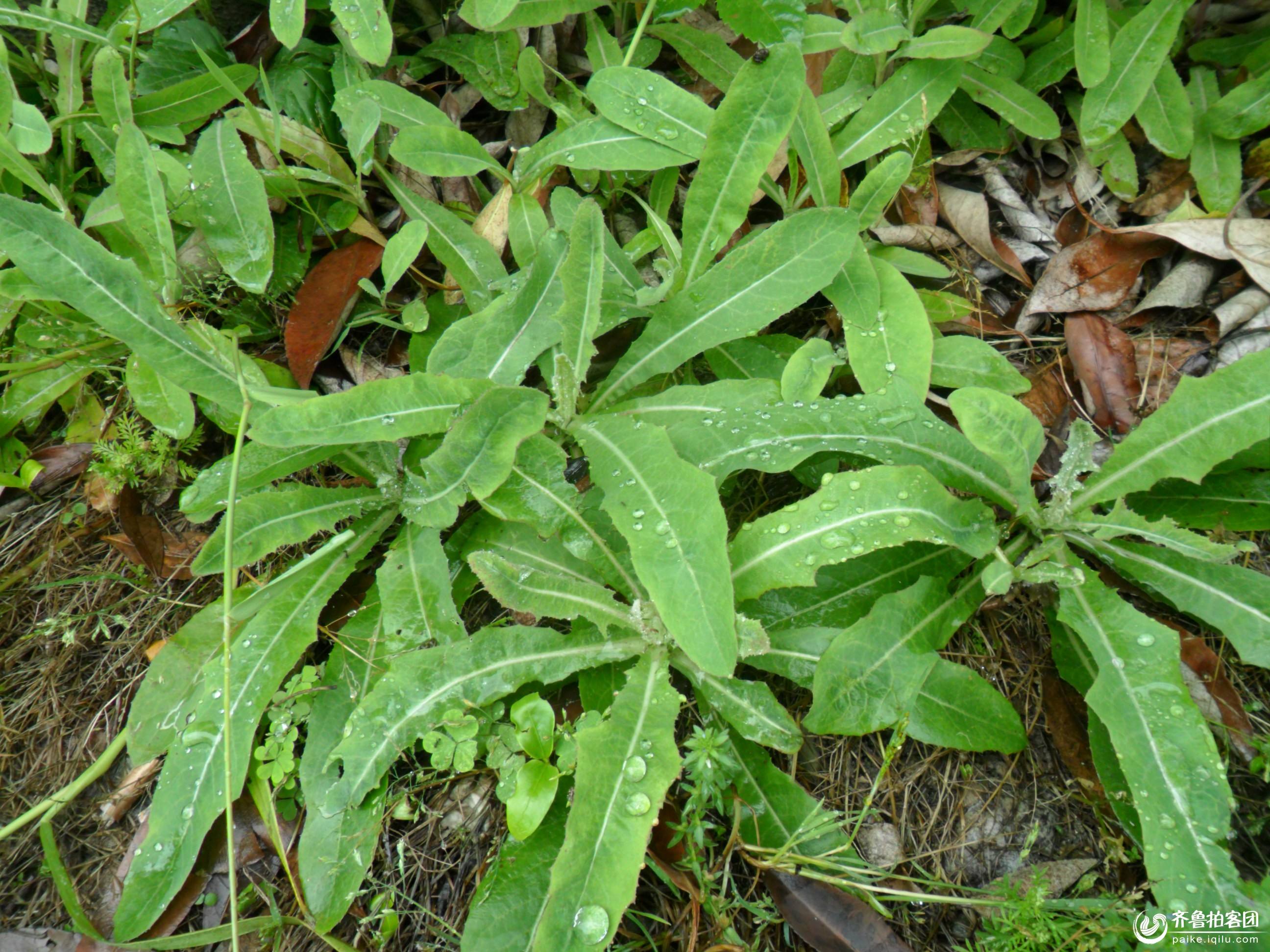 5块钱一斤的野菜,不仅可以降血糖还能降血压