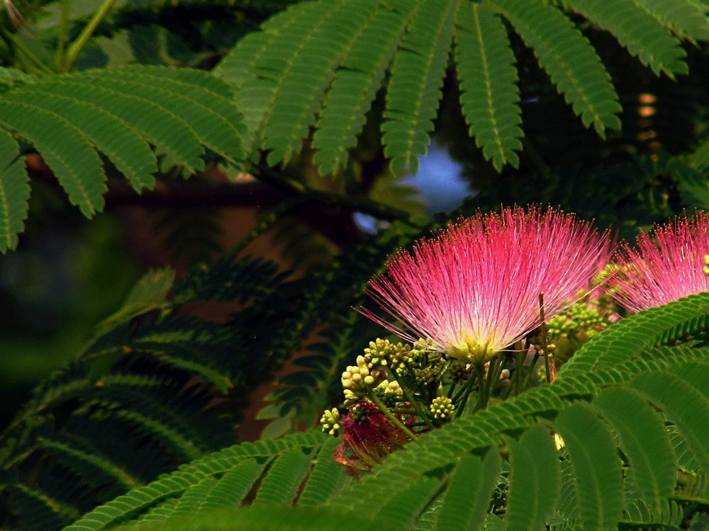 农村这种树很漂亮,能治癌症和抑郁,被称为爱情树,一棵卖上千元