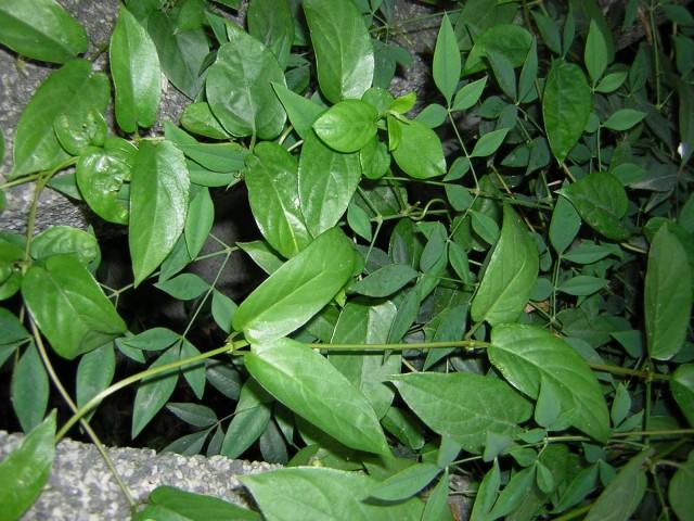 浓浓鸡屎味的植物,却是治疗肠胃病的良药,你知道它的其他用途吗