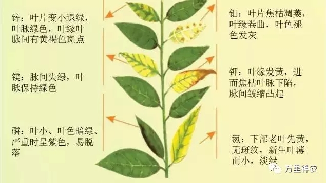 植物缺素症图片及说明图片