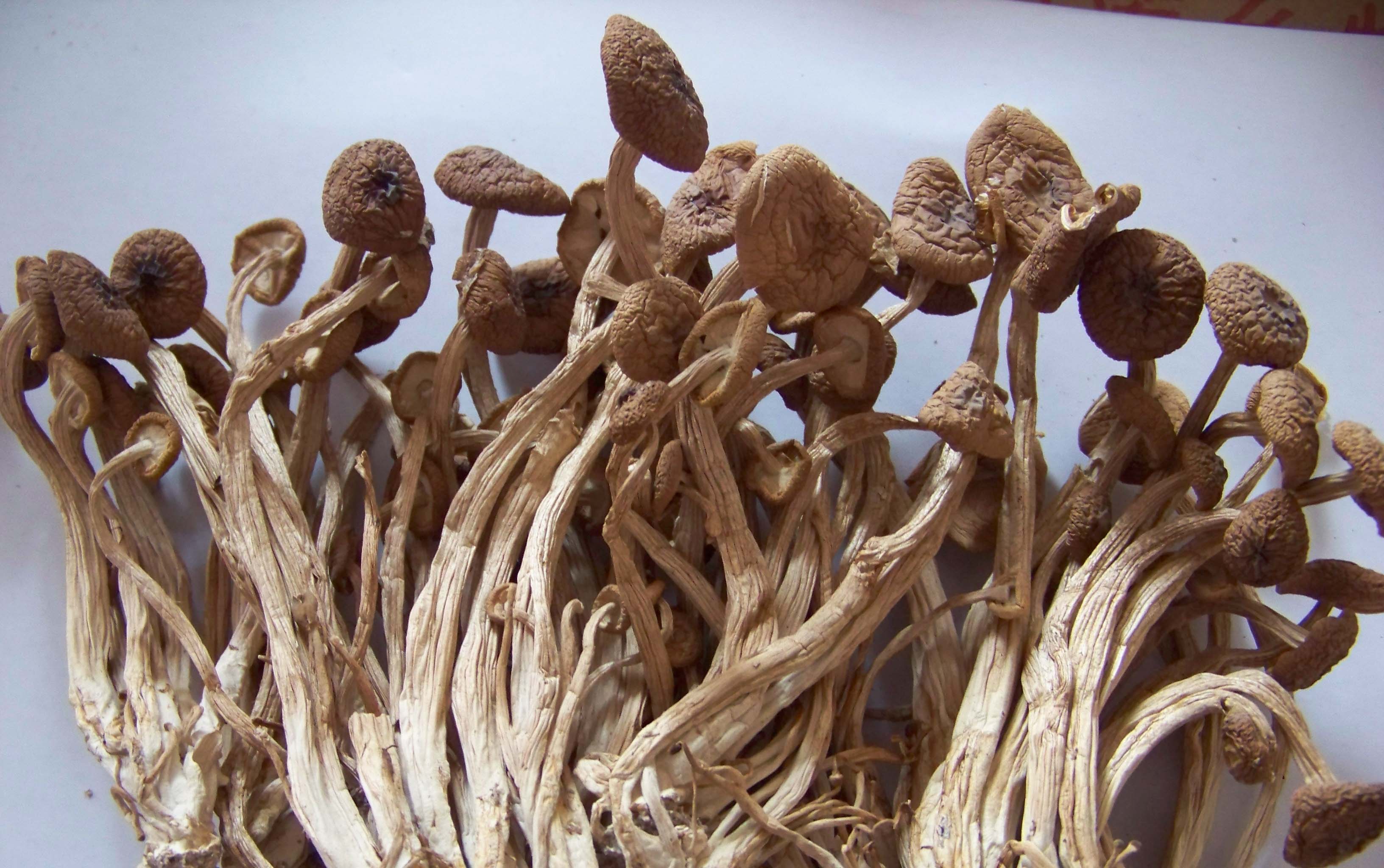 中国食用菌——茶树菇鲜食脆嫩爽口