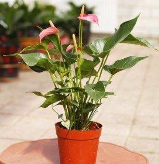 花卉盆景:简单易活,适合办公室放置的小盆景