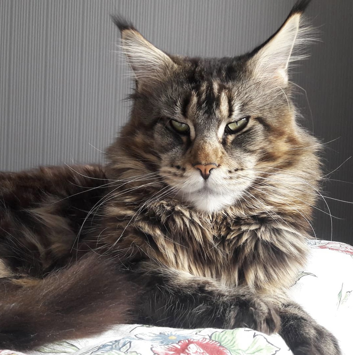 帅喵喵,我可是型男级别的喵之缅因猫yakov