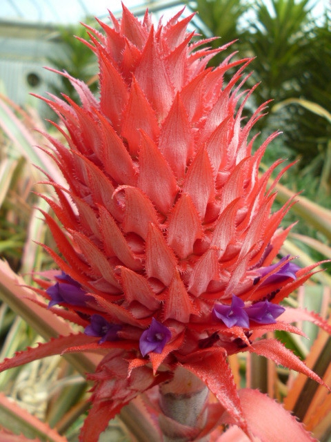 艳凤梨是专门作为观赏花卉培育的,有些花卉市场会有卖的.