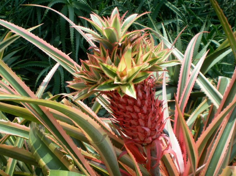 艳凤梨是专门作为观赏花卉培育的,有些花卉市场会有卖的.