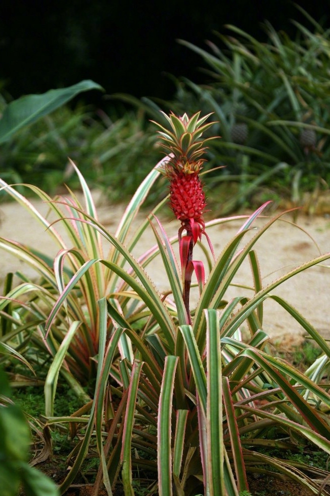 艳凤梨是专门作为观赏花卉培育的,有些花卉市场会有卖的.