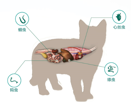 猫身上的寄生虫 猫寄生虫详解及应对方法