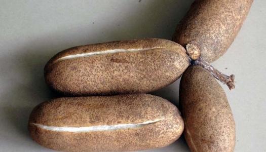 农村这种野果,果形似香蕉,能清热利湿,活血通脉,行气止痛!