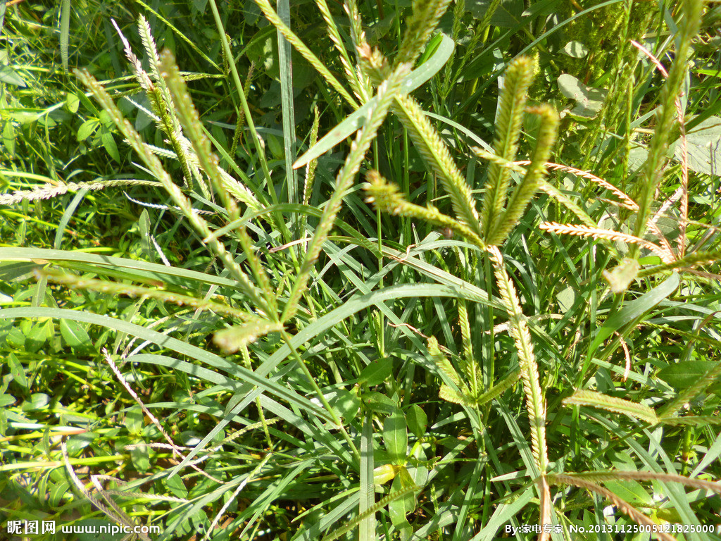 这种农村公认的"害"草,泡茶喝能养肝防病,你知道吗?