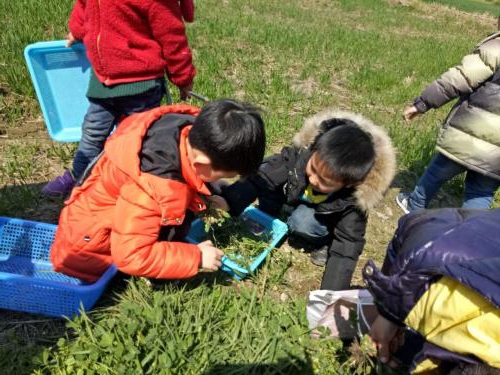 春天挖野菜这事,小时候干过吗?你还记得几种野菜?