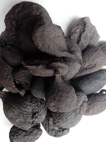 珍稀中药材—乌灵参介绍!