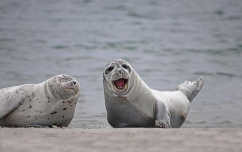 世界各地游客抓拍到的"微笑海豹",无数网友被它们魔性笑容感染