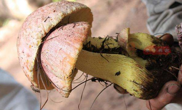 头状秃马勃呈陀螺形,包被两层,均薄质,很薄,紧贴在一起,淡茶色至酱色