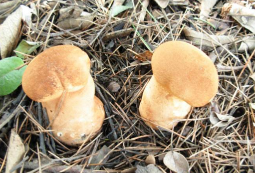 头状秃马勃呈陀螺形,包被两层,均薄质,很薄,紧贴在一起,淡茶色至酱色