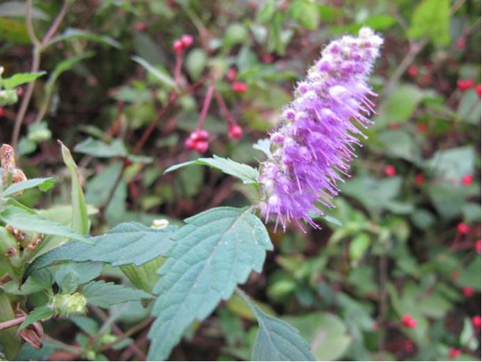 农村有一种"牙刷草",素有"夏月麻黄"之称,还可以做凉茶