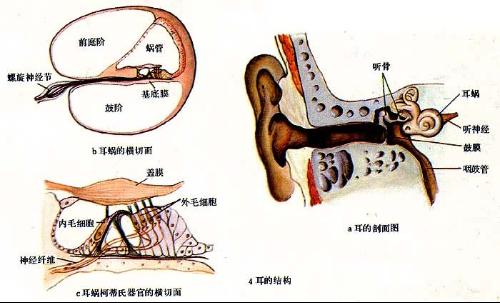 耳蜗毛细胞的损伤是不可逆的