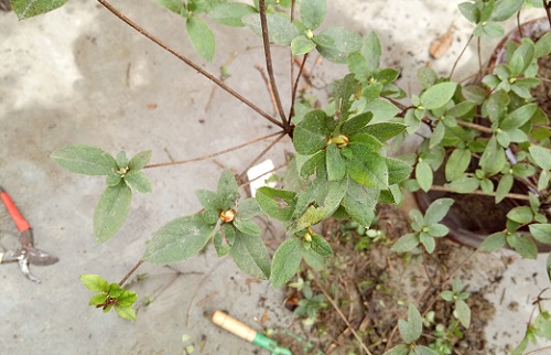 长满花苞的映山红盆景树桩,刚种上就被人花300元高价买走了