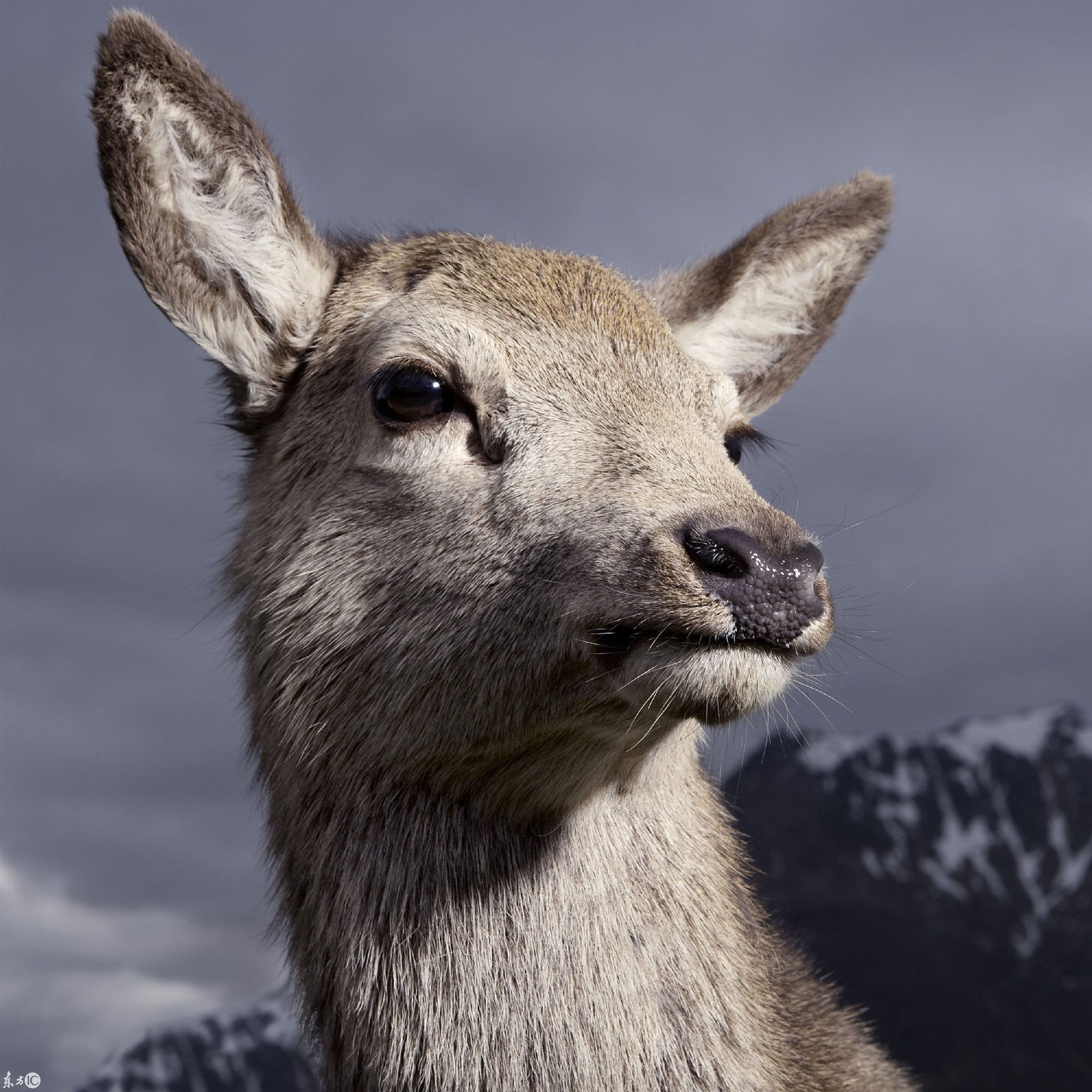 几种高贵的动物,你认识两种就算你厉害