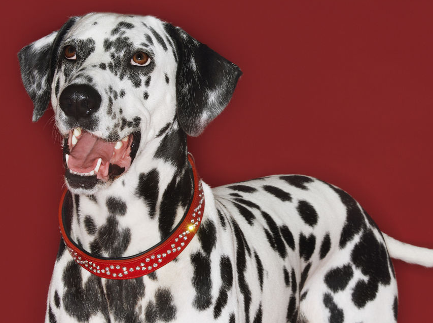 大麦町犬是少数起源于南斯拉夫的犬种