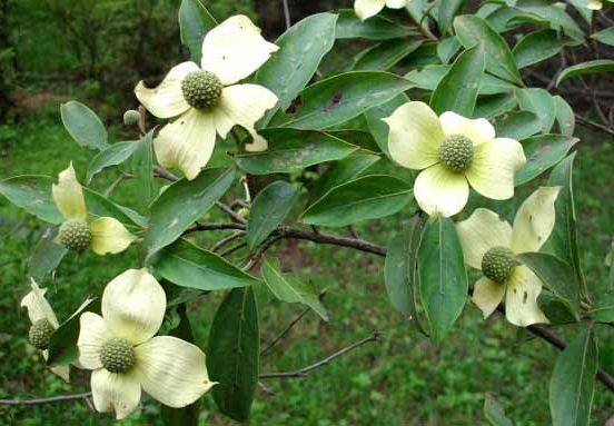 四照花别名:山荔枝,石枣,羊梅,凋零树,原产东亚,落叶乔木