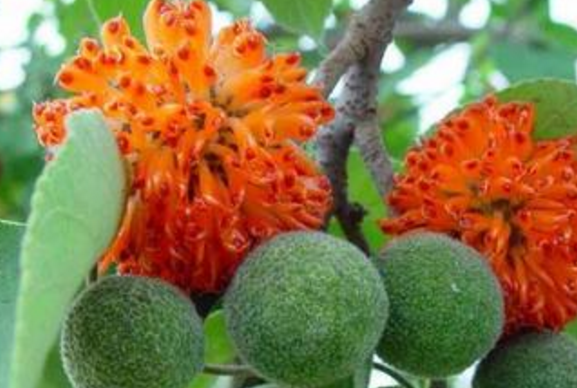 农村树上常见的红果子,国医大师对他情有独钟,老爷爷却说碰不得