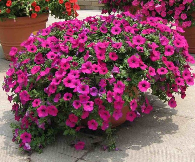 花期最长的三种花,一不小心就养成了花海,简直太美了!