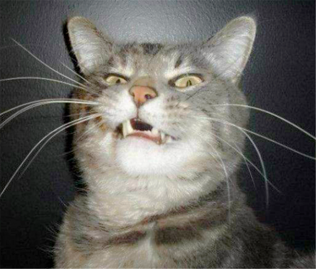 镜头下:猫咪打喷嚏的鬼脸,彷彿捕捉到灵魂出窍的瞬间!