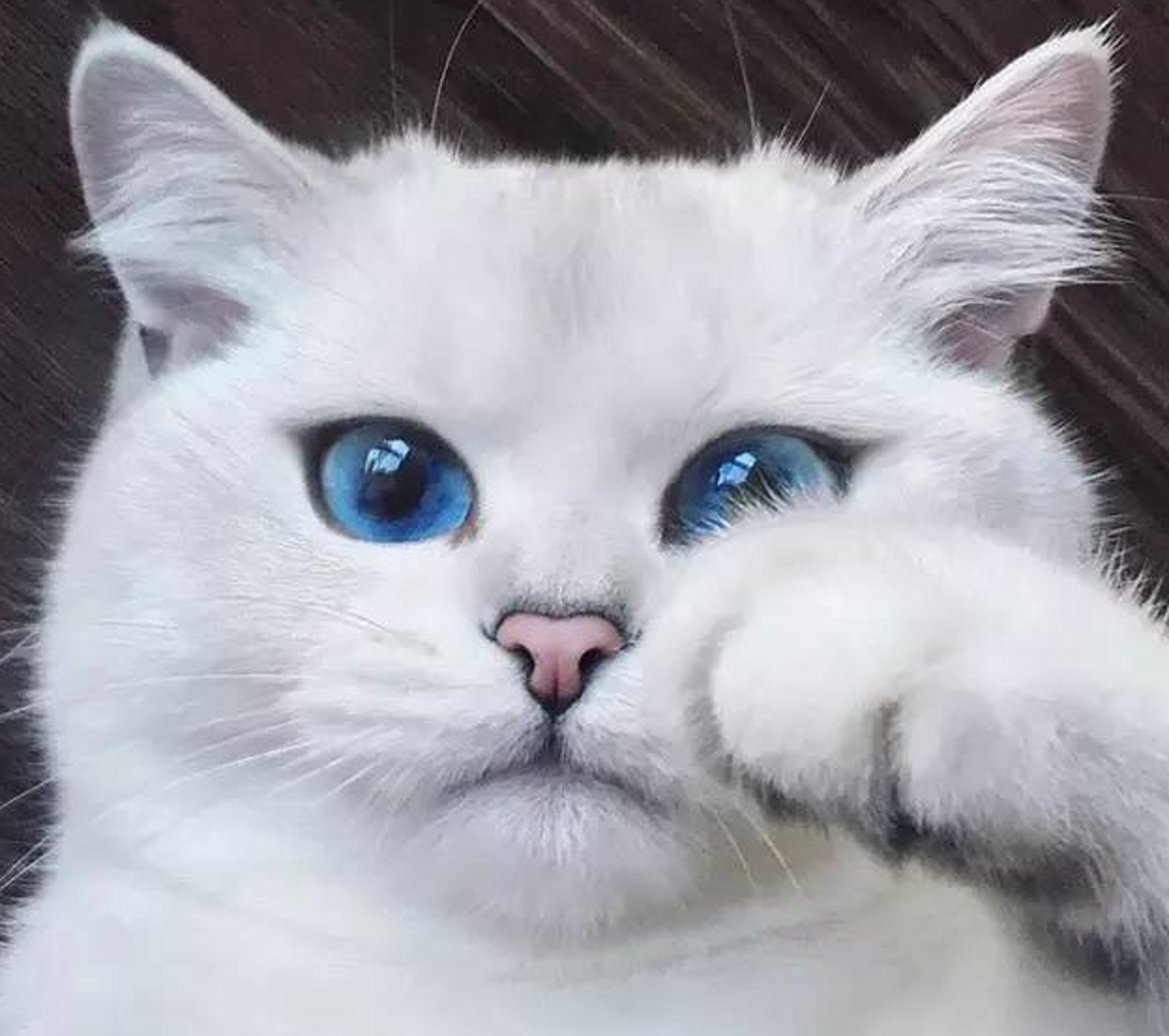 全球"颜值"最高的6只猫,第1只自带眼线,最后1只美出天际