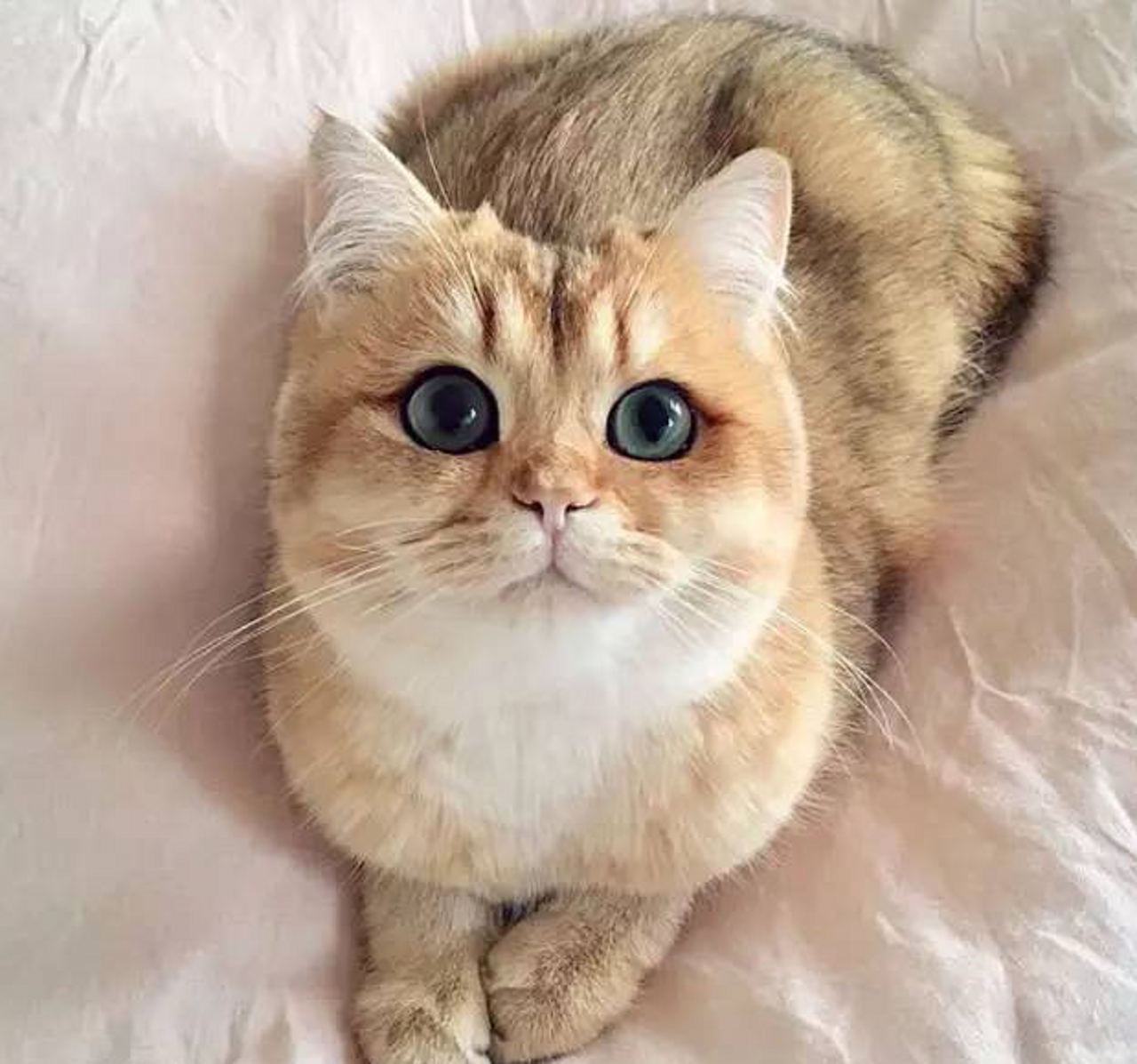 全球"颜值"最高的6只猫,第1只自带眼线,最后1只美出天际