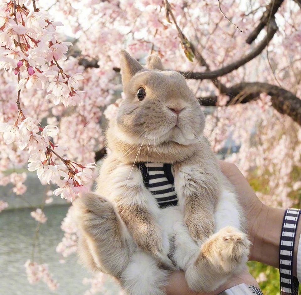 可爱小兔兔与主人出门踏春,一脸好奇,网友:真是萌萌哒