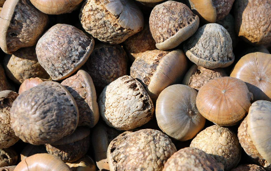 补肾果,又名印度青果,壮阳果,风流果, 含有丰富的维生素a,维生素b