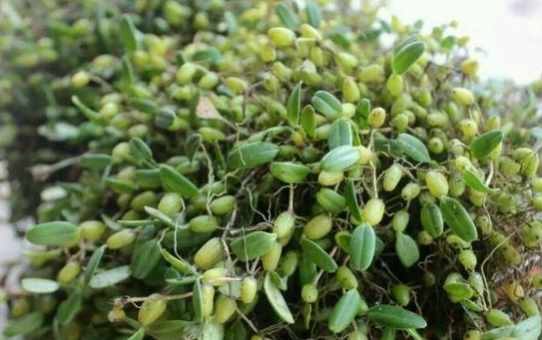 酸汤杆的学名叫做虎杖,它除了好吃好玩之外,它的根还是一味中药,具有