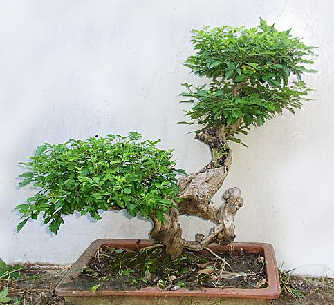 外公上山挖黄荆树桩,做成盆景美不胜收,别人出几万都不卖!