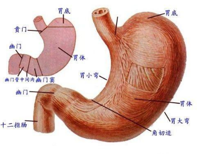 防治慢性胃炎