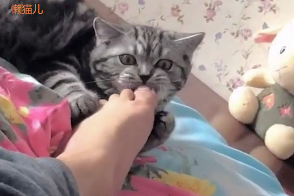 猫咪咬了一口主人的脚后,表情亮了!喵:这脚,有毒!