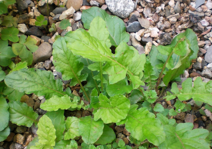 败酱草别名又叫苦苣菜,取麻菜,苣荬菜,药名"败酱草",民间俗称苦菜.