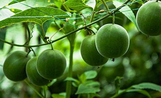 民间的"神仙果",专治肺部,咳嗽的人有福了!