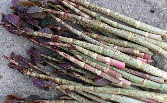 酸汤杆的学名叫做虎杖,它除了好吃好玩之外,它的根还是一味中药