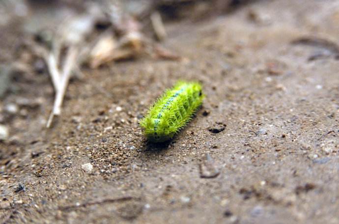 怕了,这种动物简直就是童年阴影