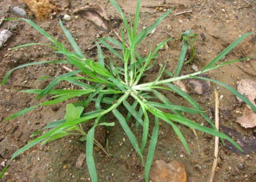 这种野草的学名叫做溪黄草,它是一种民间草药,具有清热利湿,退黄祛湿
