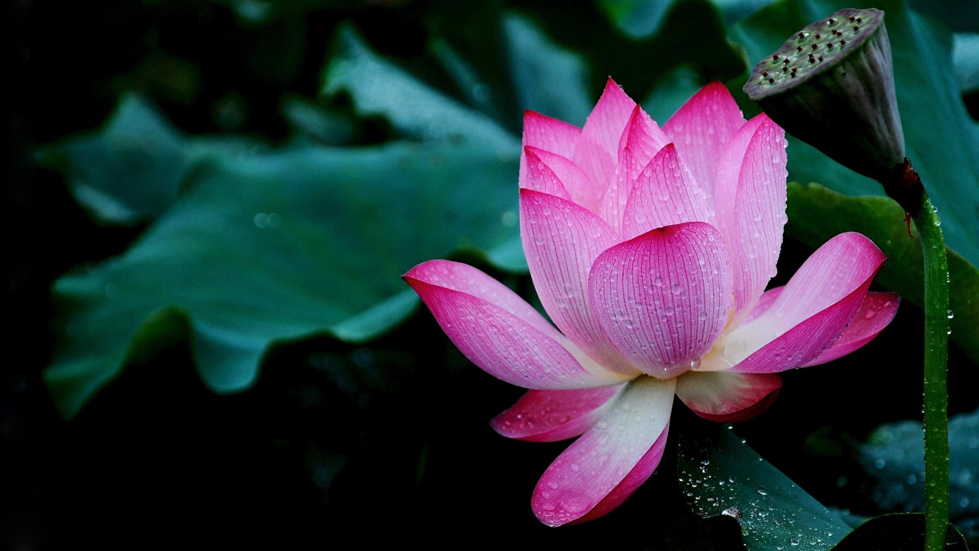 高清壁纸:春天来了,万物从沉睡中苏醒,草木开始抽出嫩芽