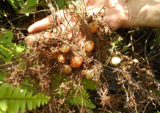 金钩果相信在南方长大的农村人大部分都吃过,等它成熟后会自动从树上