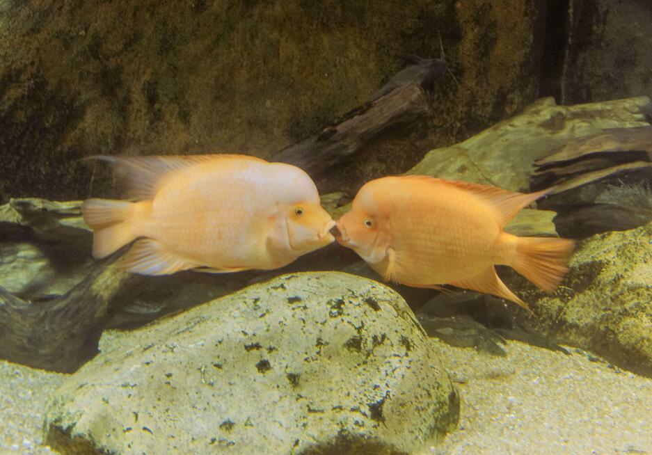 美图摄影:厦门海底世界,不需潜水也能"进入海底世界"与鱼共游