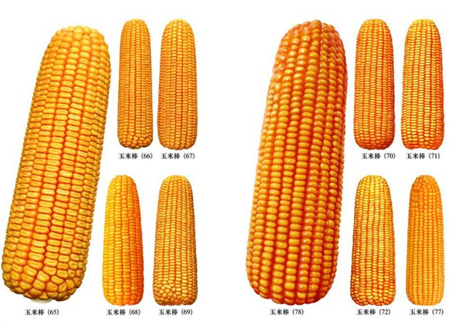 都在说玉米涨价,为什么今年购买玉米种的人却变少了?